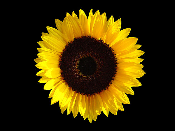7 Reasons Sunflowers Make for Sensational Skincare